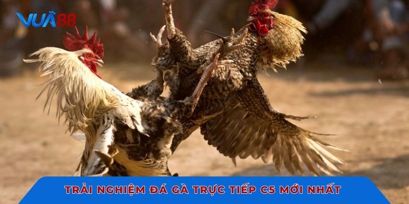 Trải nghiệm đá gà trực tiếp C5 mới nhất 